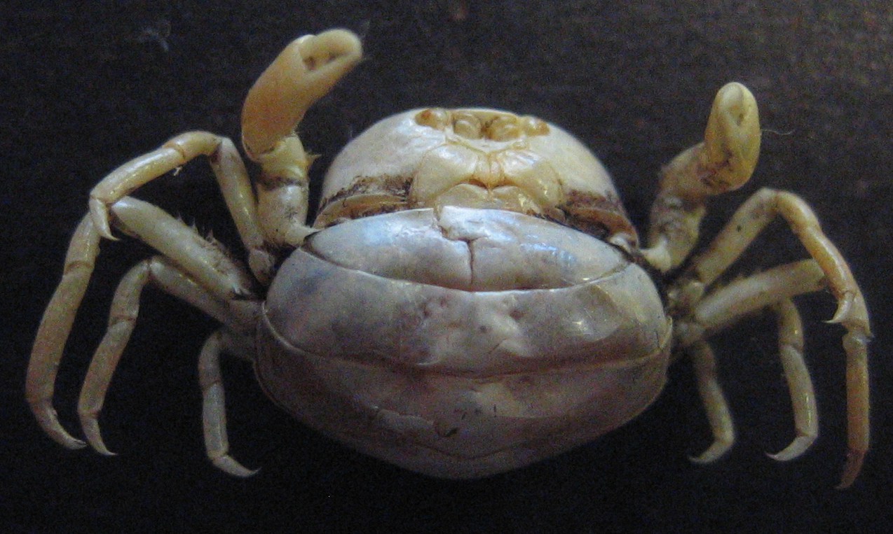 Pinnotheres pisum